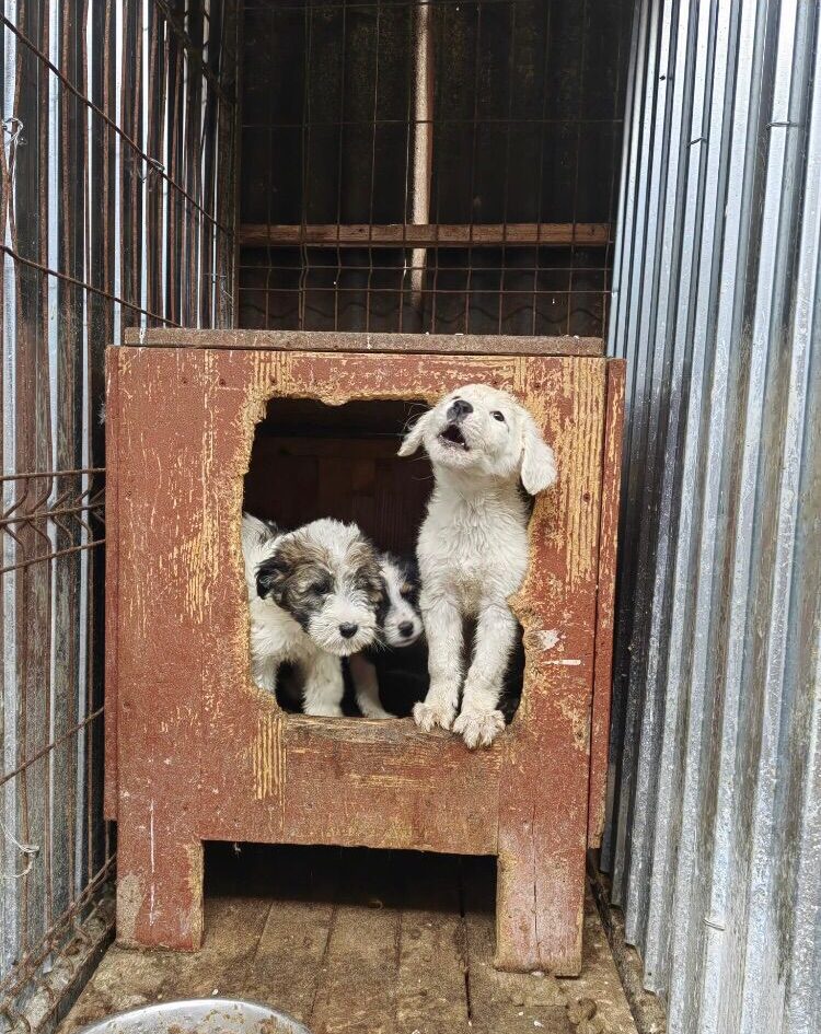 Chiens dans une cabane dans un refuge