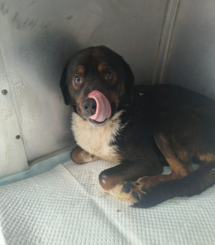 Bamby