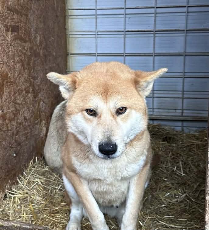 Sheeba