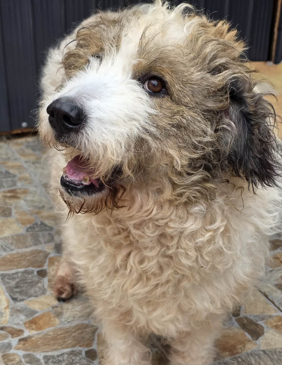 Bonnie